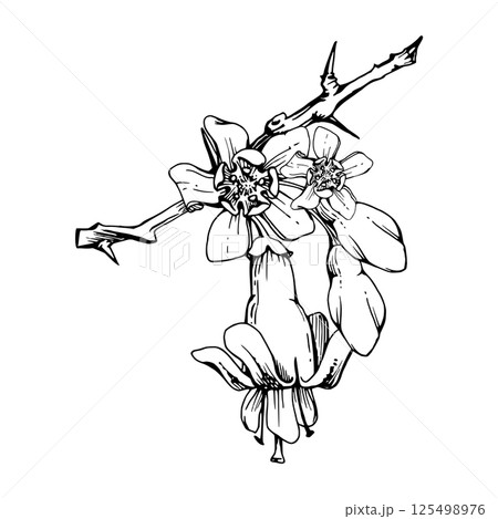 Gooseberry bell flower buds on thorny spiked branch, juneberry casseille currant. Cut out botanical illustration hand drawn in vector ink. Seasonal farmer calendar, florist shop, wedding stationery Gooseberry bell flower buds on thorny spiked branch, juneberry casseille currant. Cut out botanical illustration hand drawn in vector ink. Seasonal farmer calendar, florist shop, wedding stationery 125498976