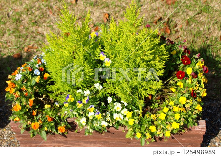 春の陽気と可愛らしいお花の寄せ植え 125498989