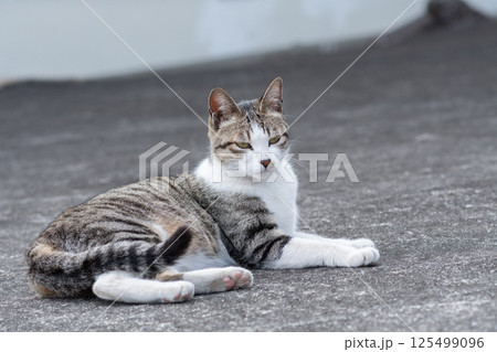 道端でくつろぐ猫 道端でくつろぐ猫 125499096