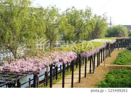 水郷潮来藤まつり 藤浪の径の風景 水郷潮来藤まつり 藤浪の径の風景 125499261