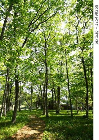 若葉が繁る水郷県民の森　新緑の風景 125499268