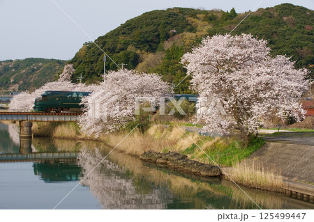 満開を行く 125499447