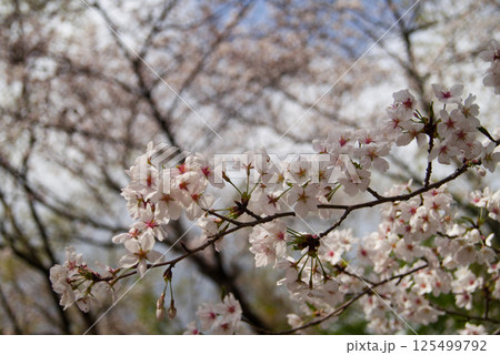 春といえば桜です 125499792