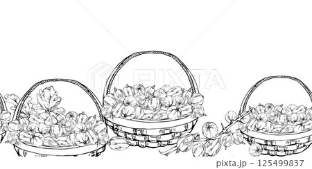 Gooseberry Currant with leaves in weaved basket, hand drawn in vector ink, scattered ripe picked berry harvest. Isolated seamless banner. Dessert cafe menu, cookbook, craft farmers market, gardening 125499837