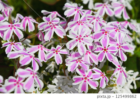 シバザクラ（芝桜） 125499862