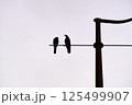 Silhouette of 2 birds on a lamp post 125499907