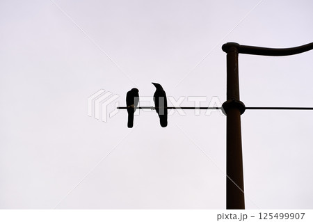 Silhouette of 2 birds on a lamp post 125499907