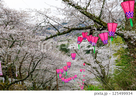 満開の桜と桜まつり 125499934