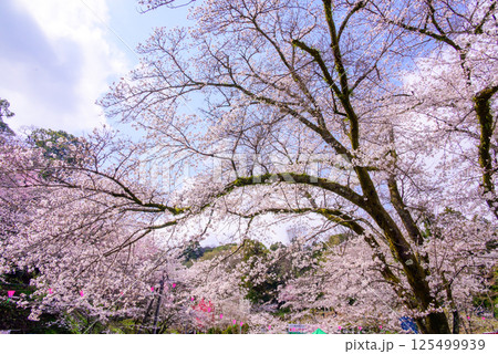 青空にはえる桜並木の風景 青空にはえる桜並木の風景 125499939