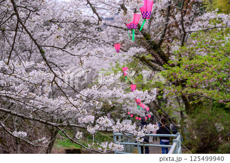 満開の桜並木 満開の桜並木 125499940