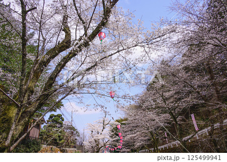 青空にはえる桜並木の風景 125499941