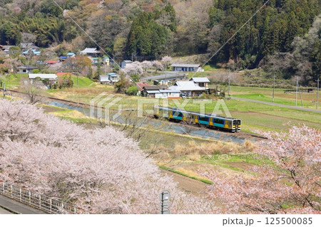 水郡線「桜並木と里山風景を走る水色の列車」 125500085