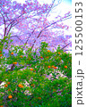 桜とオレンジ色の花を付けた沢山のオレンジの木 125500153