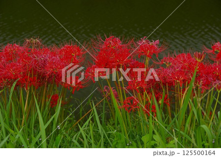 岐阜県養老町の津屋川の堤防には、この時期彼岸花が咲き誇ります。 岐阜県養老町の津屋川の堤防には、この時期彼岸花が咲き誇ります。 125500164
