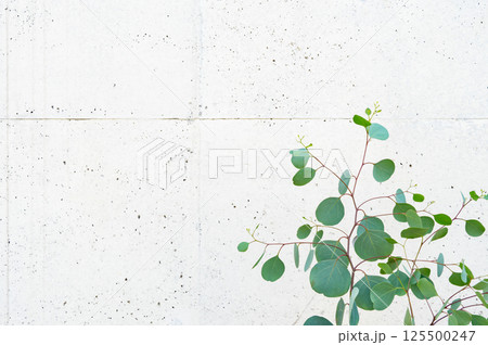 ユーカリ『ポポラス』とコンクリートの壁 125500247
