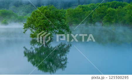 白川湖の水没林 白川湖の水没林 125500295