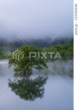 白川湖の水没林 125500296