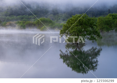 白川湖の水没林 125500299