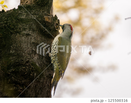 桜とアオゲラ・キツツキ 125500316