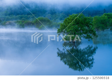 白川湖の水没林 125500318