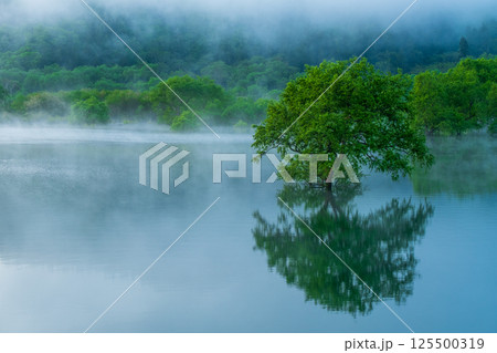 白川湖の水没林 125500319