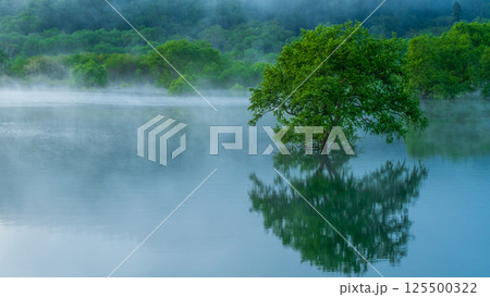 白川湖の水没林 白川湖の水没林 125500322