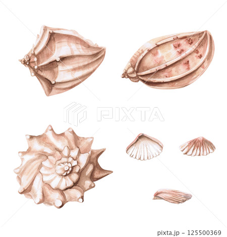 Set of different sea shells. Isolated watercolor illustration of shells for decoration of sea restaurants, theme holidays, printing on posters, fabrics and clothes 125500369