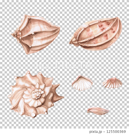 Set of different sea shells. Isolated watercolor illustration of shells for decoration of sea restaurants, theme holidays, printing on posters, fabrics and clothes 125500369