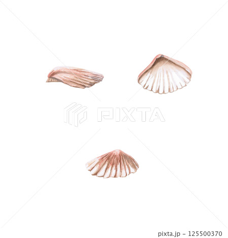 Set of three shells in different types. Isolated watercolor illustration of a shell for decorating seafood restaurants, theme parties, printing on posters, fabrics and clothes. Set of three shells in different types. Isolated watercolor illustration of a shell for decorating seafood restaurants, theme parties, printing on posters, fabrics and clothes. 125500370