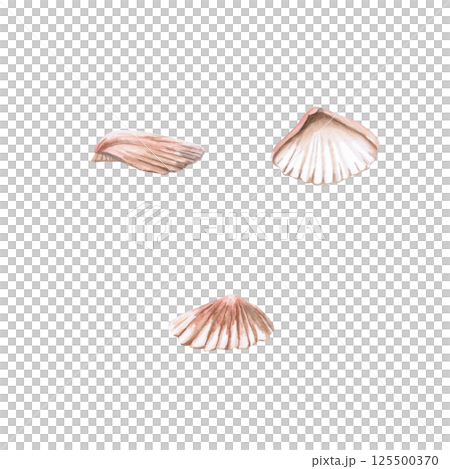 Set of three shells in different types. Isolated watercolor illustration of a shell for decorating seafood restaurants, theme parties, printing on posters, fabrics and clothes. Set of three shells in different types. Isolated watercolor illustration of a shell for decorating seafood restaurants, theme parties, printing on posters, fabrics and clothes. 125500370