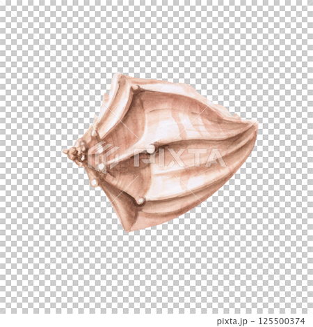 Seashell side view. Isolated watercolor illustration of a shell for the design of sea restaurants, theme parties, printing on posters, fabrics and clothes 125500374
