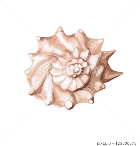 Seashell. Isolated watercolor illustration of a shell for decorating seafood restaurants, theme parties, printing on posters, fabrics and clothes Seashell. Isolated watercolor illustration of a shell for decorating seafood restaurants, theme parties, printing on posters, fabrics and clothes 125500375