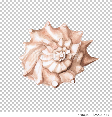 Seashell. Isolated watercolor illustration of a shell for decorating seafood restaurants, theme parties, printing on posters, fabrics and clothes Seashell. Isolated watercolor illustration of a shell for decorating seafood restaurants, theme parties, printing on posters, fabrics and clothes 125500375