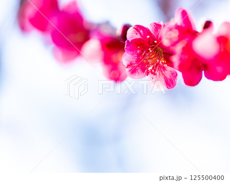 春の訪れを告げる満開の紅梅 春の訪れを告げる満開の紅梅 125500400