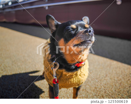散歩する犬 125500619
