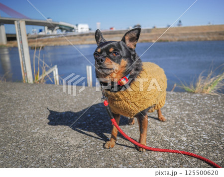 散歩する犬 125500620