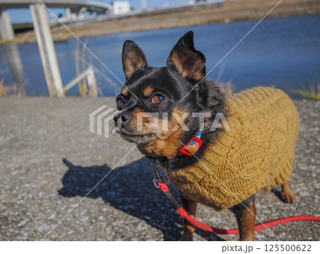 散歩する犬 125500622