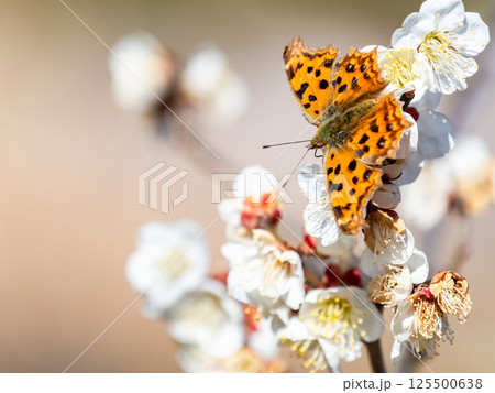 春の訪れを告げる満開の清楚な白梅とツマグロヒョウモン蝶 125500638