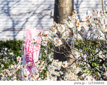 春の訪れを告げる満開の清楚な白梅　梅まつり 125500640