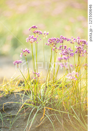 ラッキョウの花 (鳥取県北栄町産) ラッキョウの花 (鳥取県北栄町産) 125500646