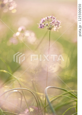 ラッキョウの花 (鳥取県北栄町産) ラッキョウの花 (鳥取県北栄町産) 125500650