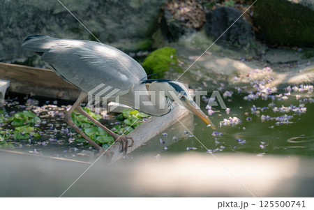 青鷺が池の小魚を狙って集中している様子 125500741