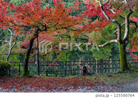 高岡古城公園の堀とモミジ 125500764