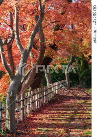 高岡古城公園の秋 高岡古城公園の秋 125500765