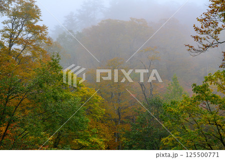 霧に包まれる秋の有峰の森 125500771