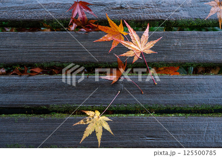 ベンチを飾る落ち葉 125500785