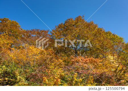 青い空と森の秋 125500794