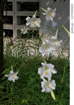 半日陰に生息する多年草早木球根植物タカサゴユリ1 半日陰に生息する多年草早木球根植物タカサゴユリ1 125500883