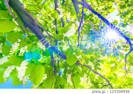 日本の横浜都市景観 緑と白が映えるハクウンボク(白雲木)…。花言葉は壮大、愛の旅、朗らかな人=27日 日本の横浜都市景観 緑と白が映えるハクウンボク(白雲木)…。花言葉は壮大、愛の旅、朗らかな人=27日 125500936