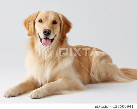 癒しの笑顔を届けるゴールデンレトリバー 125500941